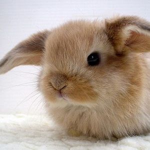 Meet your Posher, Dominique